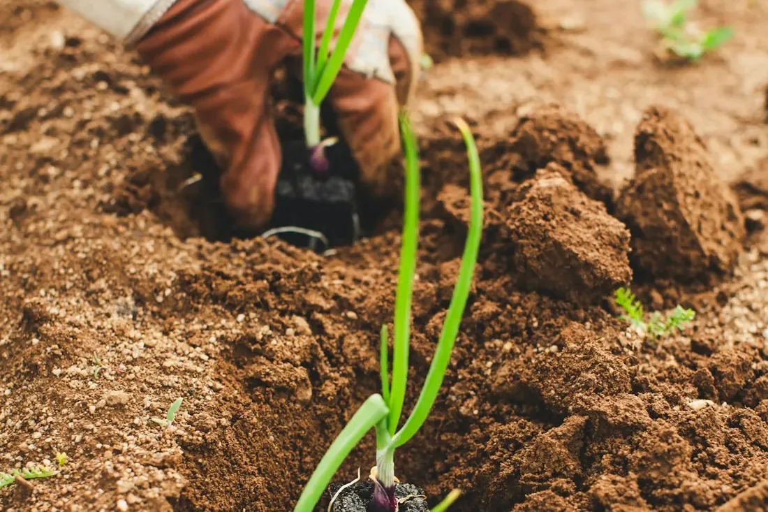 Imagem ilustrativa: mãos com luvas plantando mudas na terra